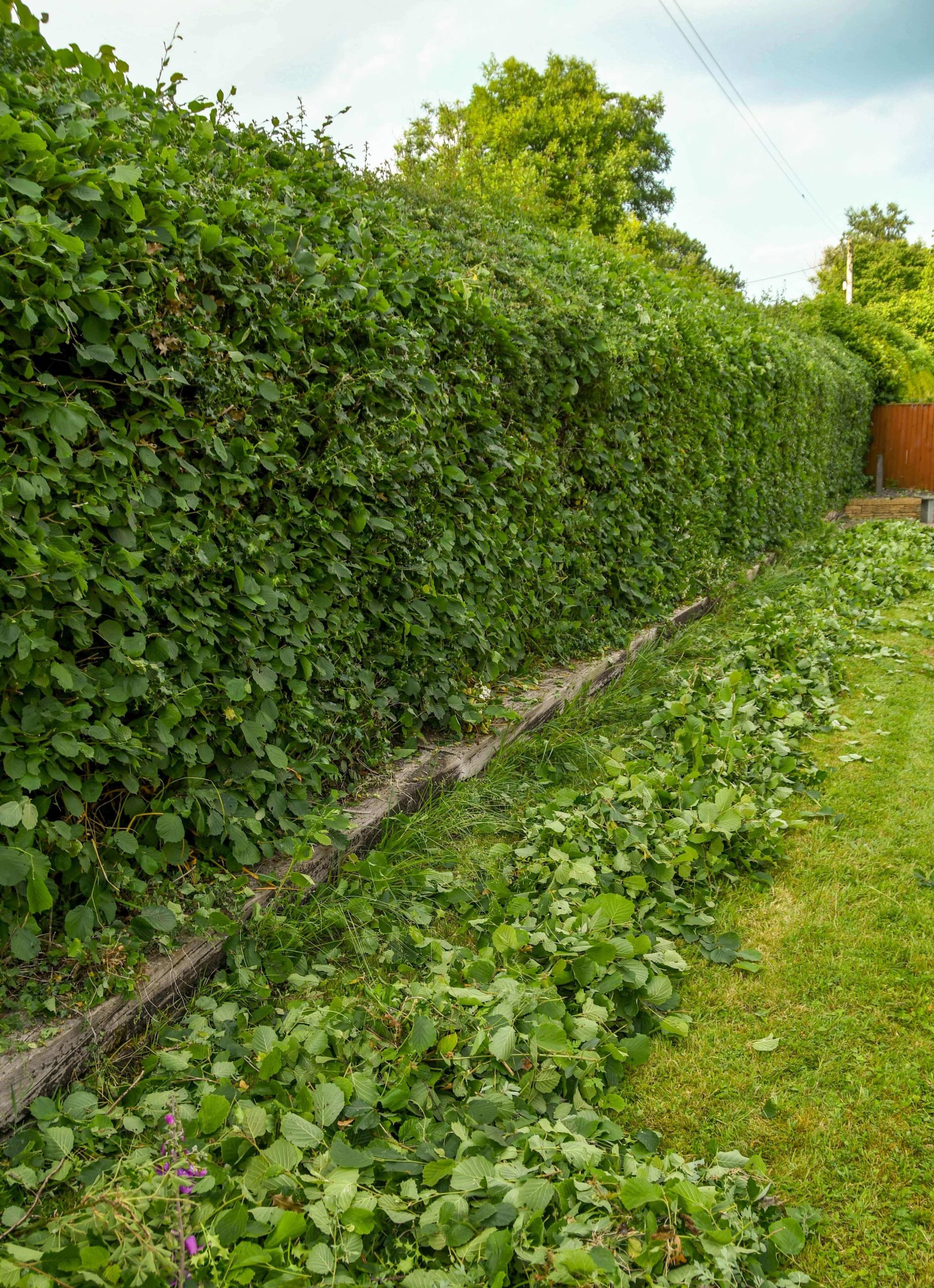 Garden Maintenance Purley CR8